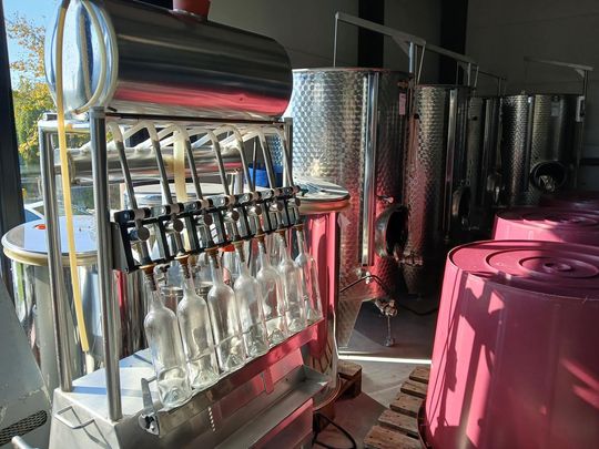 Winobranie w Winnicy Juliana. Zobacz zdjęcia Winobranie w Winnicy Juliana. Zobacz zdjęcia