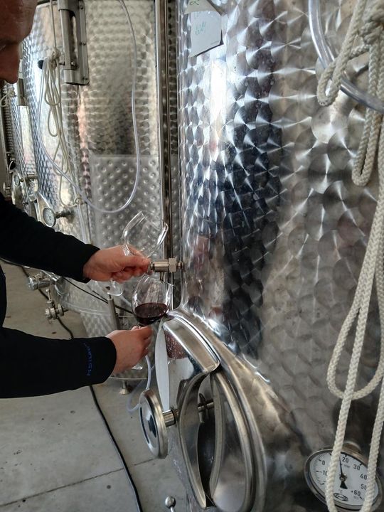 Winobranie w Winnicy Juliana. Zobacz zdjęcia Winobranie w Winnicy Juliana. Zobacz zdjęcia