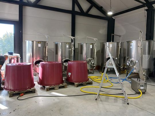 Winobranie w Winnicy Juliana. Zobacz zdjęcia Winobranie w Winnicy Juliana. Zobacz zdjęcia