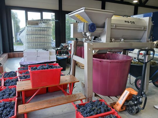 Winobranie w Winnicy Juliana. Zobacz zdjęcia Winobranie w Winnicy Juliana. Zobacz zdjęcia