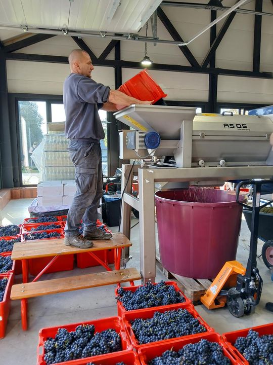 Winobranie w Winnicy Juliana. Zobacz zdjęcia Winobranie w Winnicy Juliana. Zobacz zdjęcia