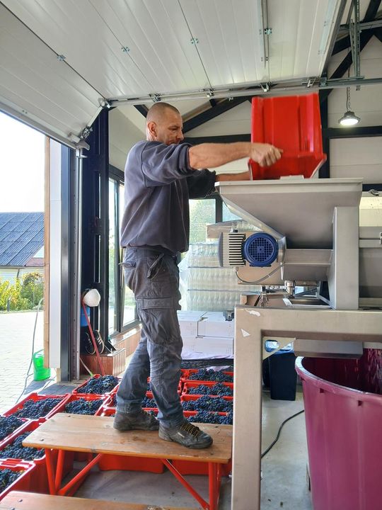 Winobranie w Winnicy Juliana. Zobacz zdjęcia Winobranie w Winnicy Juliana. Zobacz zdjęcia