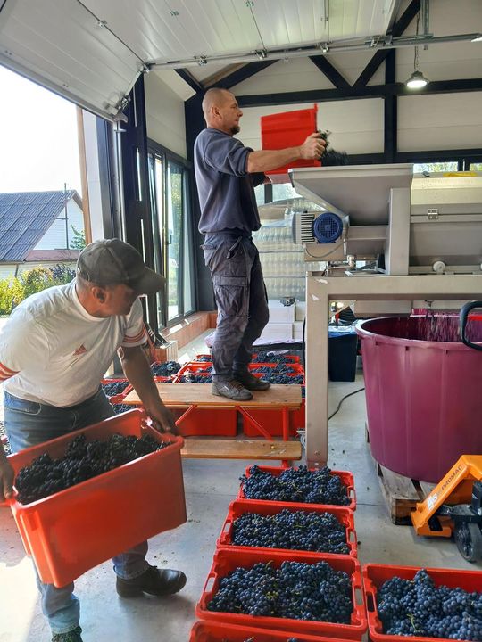 Winobranie w Winnicy Juliana. Zobacz zdjęcia Winobranie w Winnicy Juliana. Zobacz zdjęcia