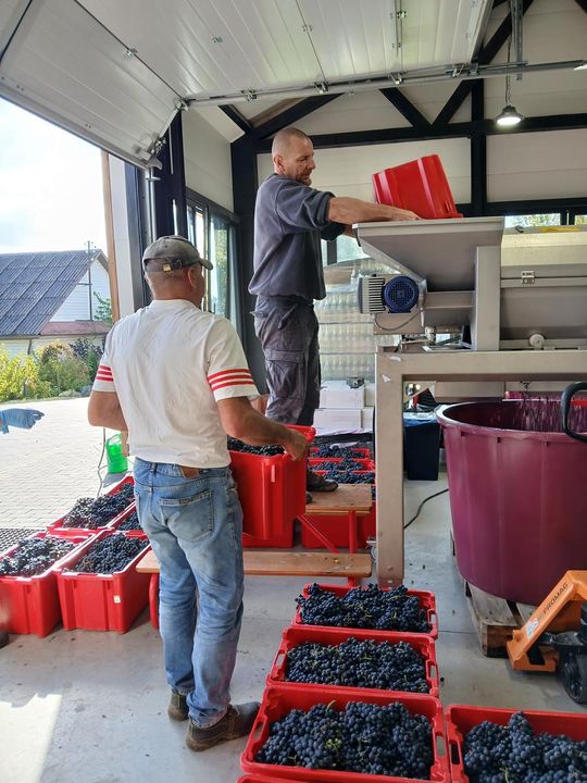 Winobranie w Winnicy Juliana. Zobacz zdjęcia Winobranie w Winnicy Juliana. Zobacz zdjęcia