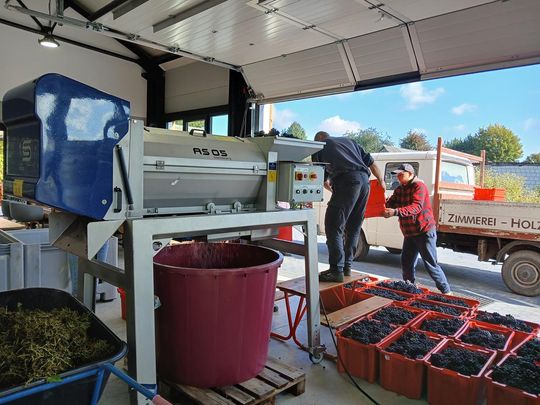 Winobranie w Winnicy Juliana. Zobacz zdjęcia