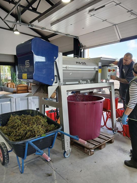 Winobranie w Winnicy Juliana. Zobacz zdjęcia Winobranie w Winnicy Juliana. Zobacz zdjęcia