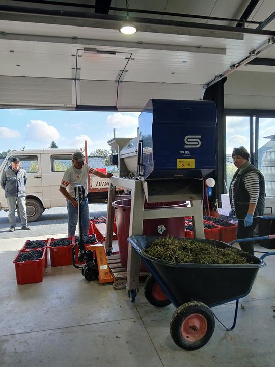 Winobranie w Winnicy Juliana. Zobacz zdjęcia Winobranie w Winnicy Juliana. Zobacz zdjęcia