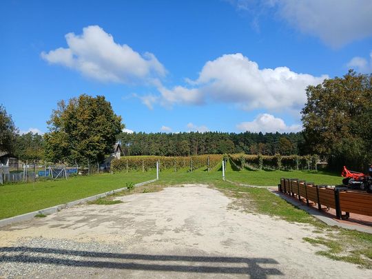 Winobranie w Winnicy Juliana. Zobacz zdjęcia Winobranie w Winnicy Juliana. Zobacz zdjęcia