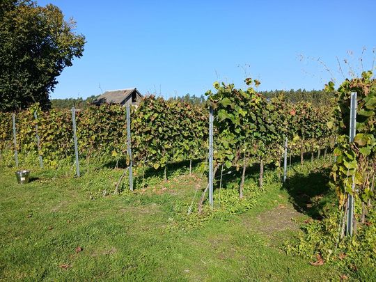 Winobranie w Winnicy Juliana. Zobacz zdjęcia Winobranie w Winnicy Juliana. Zobacz zdjęcia