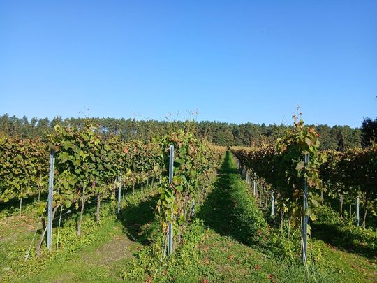 Winobranie w Winnicy Juliana. Zobacz zdjęcia Winobranie w Winnicy Juliana. Zobacz zdjęcia