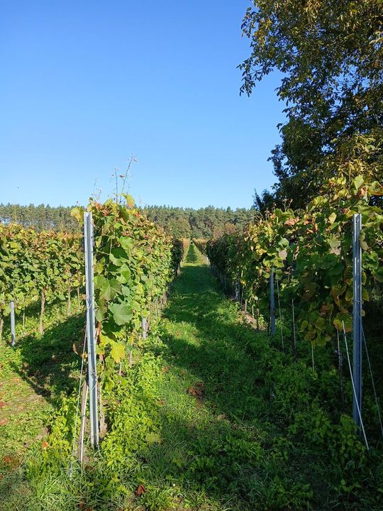 Winobranie w Winnicy Juliana. Zobacz zdjęcia Winobranie w Winnicy Juliana. Zobacz zdjęcia