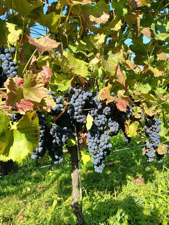 Winobranie w Winnicy Juliana. Zobacz zdjęcia Winobranie w Winnicy Juliana. Zobacz zdjęcia