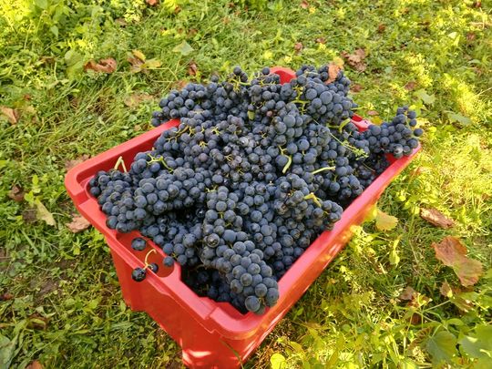 Winobranie w Winnicy Juliana. Zobacz zdjęcia Winobranie w Winnicy Juliana. Zobacz zdjęcia