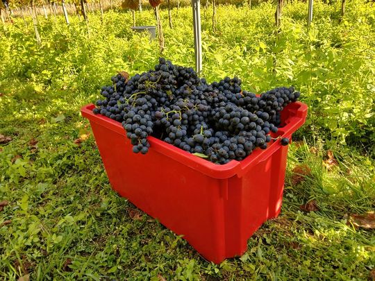 Winobranie w Winnicy Juliana. Zobacz zdjęcia Winobranie w Winnicy Juliana. Zobacz zdjęcia