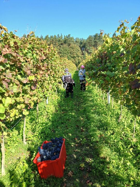 Winobranie w Winnicy Juliana. Zobacz zdjęcia Winobranie w Winnicy Juliana. Zobacz zdjęcia