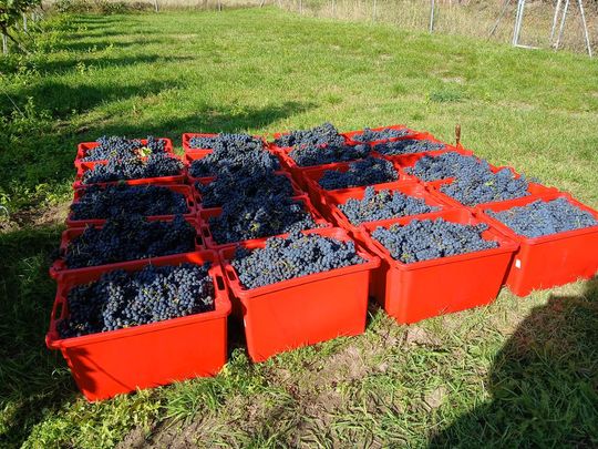 Winobranie w Winnicy Juliana. Zobacz zdjęcia Winobranie w Winnicy Juliana. Zobacz zdjęcia