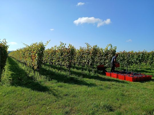 Winobranie w Winnicy Juliana. Zobacz zdjęcia Winobranie w Winnicy Juliana. Zobacz zdjęcia