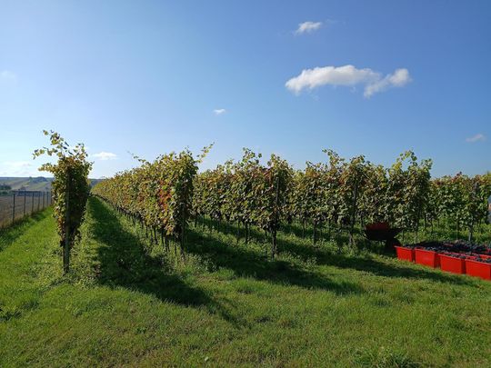 Winobranie w Winnicy Juliana. Zobacz zdjęcia Winobranie w Winnicy Juliana. Zobacz zdjęcia