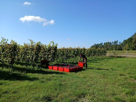 Winobranie w Winnicy Juliana. Zobacz zdjęcia Winobranie w Winnicy Juliana. Zobacz zdjęcia