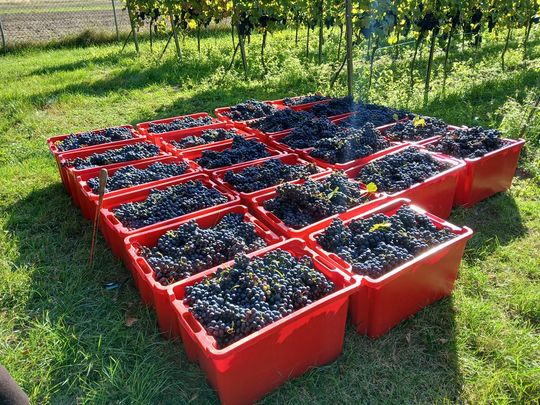 Winobranie w Winnicy Juliana. Zobacz zdjęcia Winobranie w Winnicy Juliana. Zobacz zdjęcia