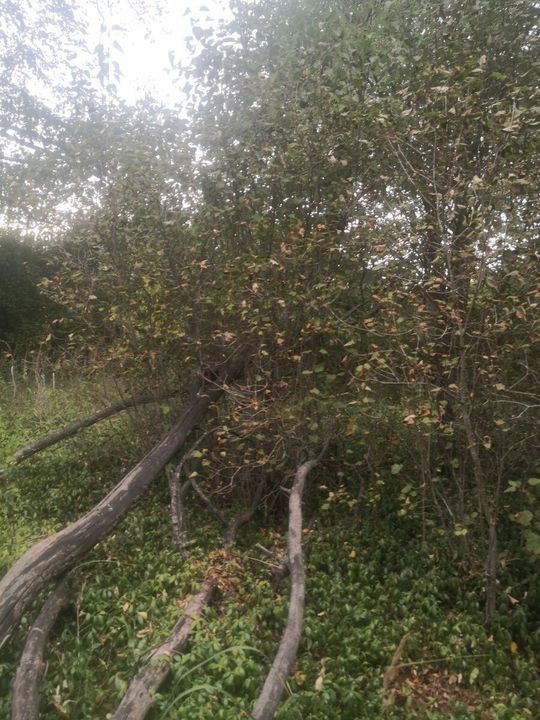 XVII-wieczny cmentarz w Mikulinie kryje wiele tragicznych historii [ZDJĘCIA]