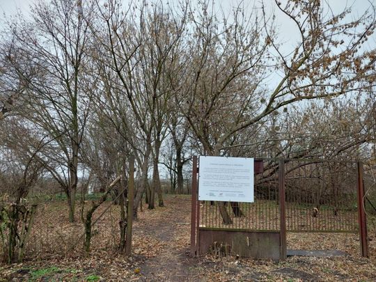 XVII-wieczny cmentarz w Mikulinie kryje wiele tragicznych historii [ZDJĘCIA]