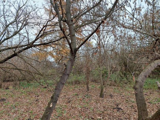 XVII-wieczny cmentarz w Mikulinie kryje wiele tragicznych historii [ZDJĘCIA]