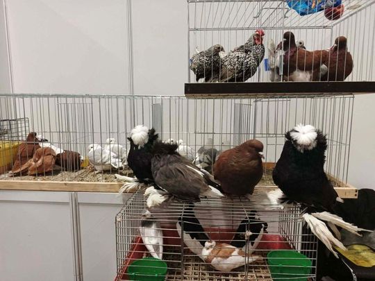 Zamojskie, roztoczańskie gołębie na wystawie POLAND 2025 w Kielcach [ZDJĘCIA]