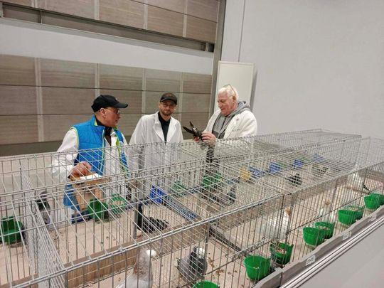 Zamojskie, roztoczańskie gołębie na wystawie POLAND 2025 w Kielcach [ZDJĘCIA]