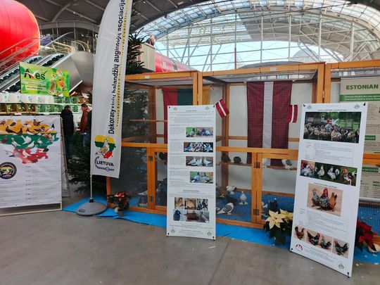 Zamojskie, roztoczańskie gołębie na wystawie POLAND 2025 w Kielcach [ZDJĘCIA]