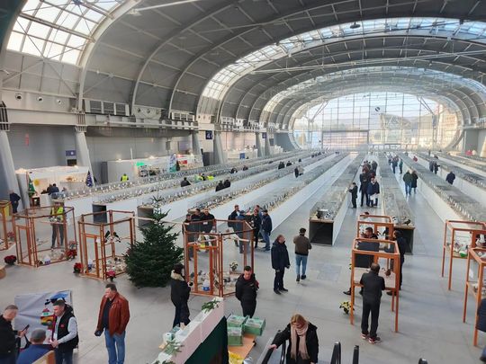 Zamojskie, roztoczańskie gołębie na wystawie POLAND 2025 w Kielcach [ZDJĘCIA]