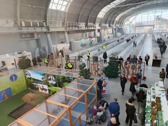 Zamojskie, roztoczańskie gołębie na wystawie POLAND 2025 w Kielcach [ZDJĘCIA]