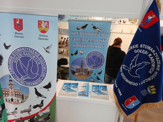 Zamojskie, roztoczańskie gołębie na wystawie POLAND 2025 w Kielcach [ZDJĘCIA]