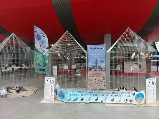Zamojskie, roztoczańskie gołębie na wystawie POLAND 2025 w Kielcach [ZDJĘCIA]
