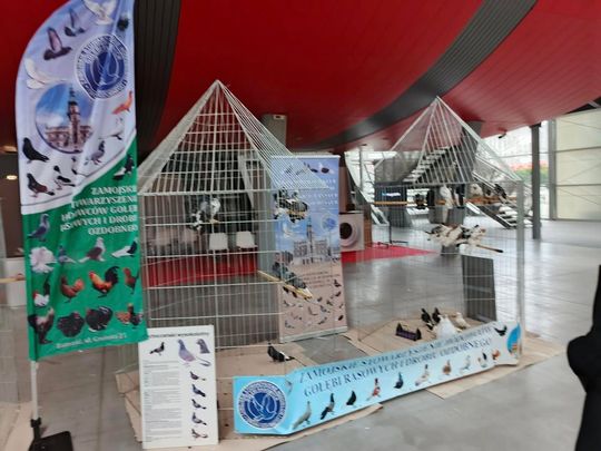 Zamojskie, roztoczańskie gołębie na wystawie POLAND 2025 w Kielcach [ZDJĘCIA]