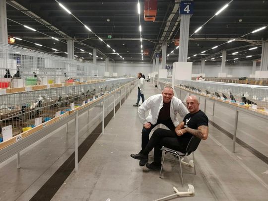 Zamojskie, roztoczańskie gołębie na wystawie POLAND 2025 w Kielcach [ZDJĘCIA]