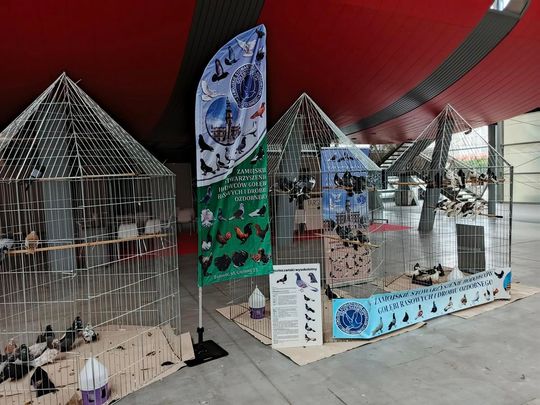 Zamojskie, roztoczańskie gołębie na wystawie POLAND 2025 w Kielcach [ZDJĘCIA]