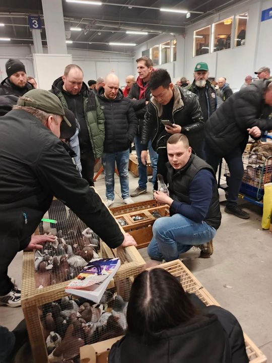 Zamojskie, roztoczańskie gołębie na wystawie POLAND 2025 w Kielcach [ZDJĘCIA]