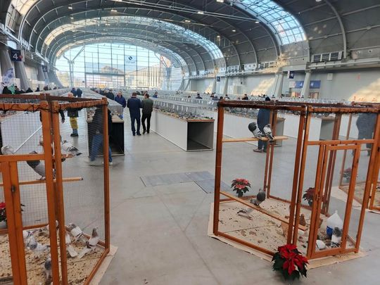Zamojskie, roztoczańskie gołębie na wystawie POLAND 2025 w Kielcach [ZDJĘCIA]