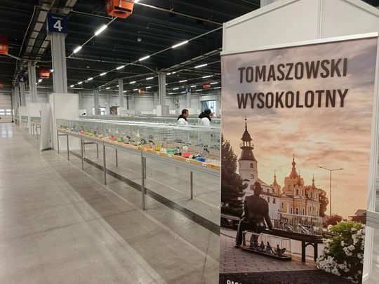 Zamojskie, roztoczańskie gołębie na wystawie POLAND 2025 w Kielcach [ZDJĘCIA]