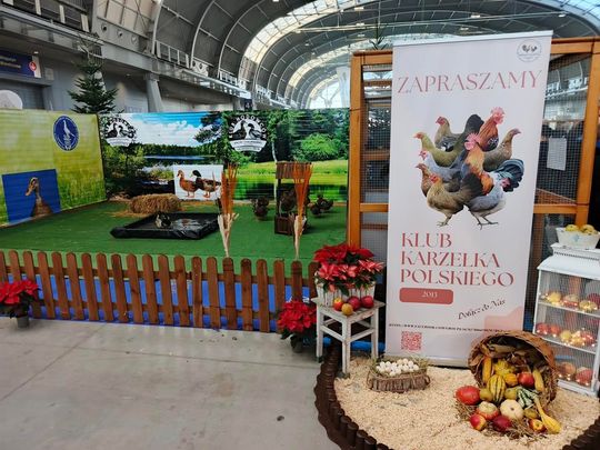 Zamojskie, roztoczańskie gołębie na wystawie POLAND 2025 w Kielcach [ZDJĘCIA]