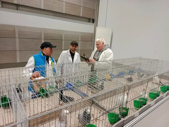 Zamojskie, roztoczańskie gołębie na wystawie POLAND 2025 w Kielcach [ZDJĘCIA]