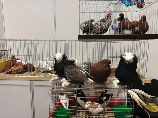 Zamojskie, roztoczańskie gołębie na wystawie POLAND 2025 w Kielcach [ZDJĘCIA]