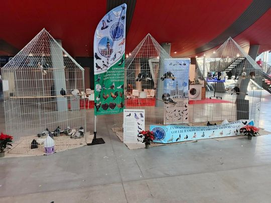 Zamojskie, roztoczańskie gołębie na wystawie POLAND 2025 w Kielcach [ZDJĘCIA]