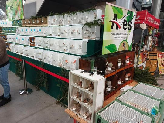 Zamojskie, roztoczańskie gołębie na wystawie POLAND 2025 w Kielcach [ZDJĘCIA]