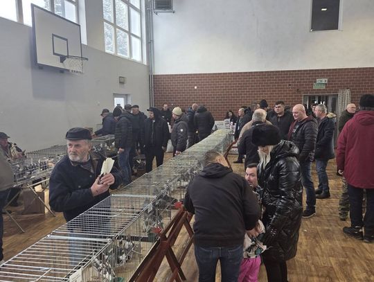 Wystawa Gołębi Wysokolotnych w Tomaszowie Lubelskim [GALERIA ZDJĘĆ]
