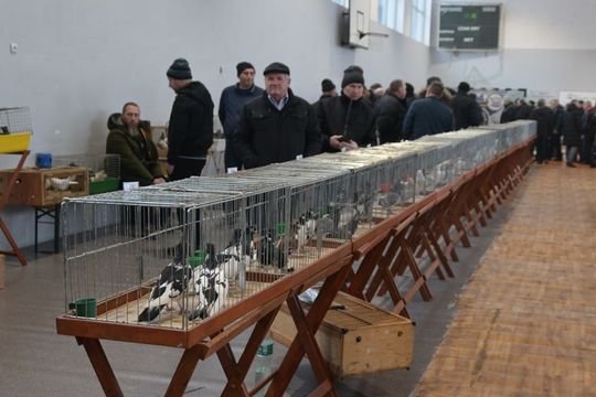 Wystawa Gołębi Wysokolotnych w Tomaszowie Lubelskim [GALERIA ZDJĘĆ]