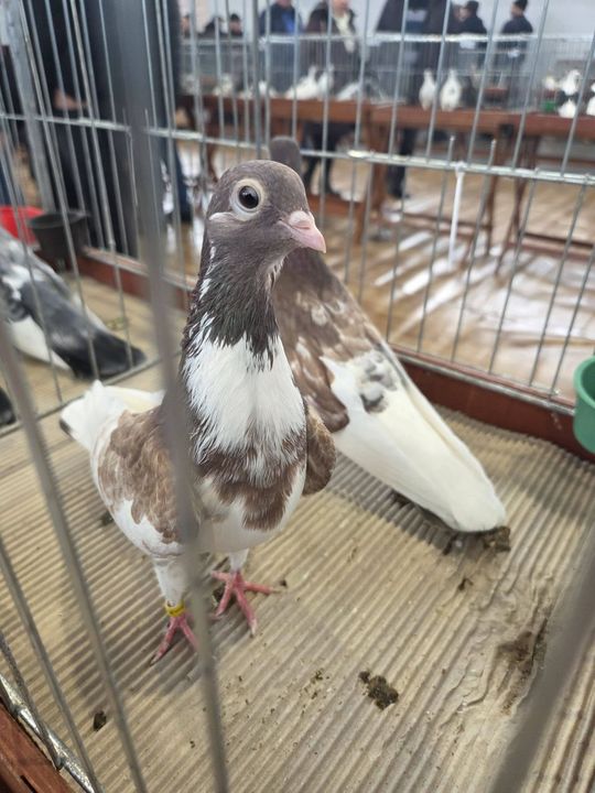 Wystawa Gołębi Wysokolotnych w Tomaszowie Lubelskim [GALERIA ZDJĘĆ]