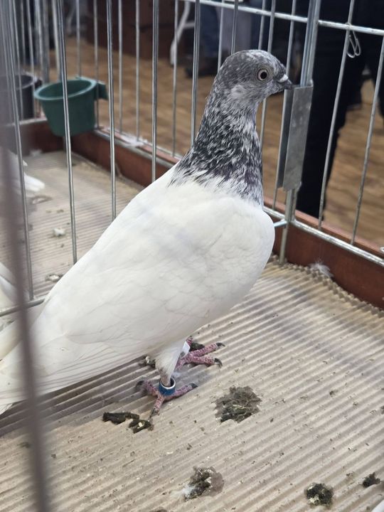 Wystawa Gołębi Wysokolotnych w Tomaszowie Lubelskim [GALERIA ZDJĘĆ]