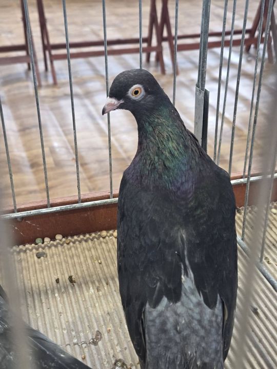 Wystawa Gołębi Wysokolotnych w Tomaszowie Lubelskim [GALERIA ZDJĘĆ]